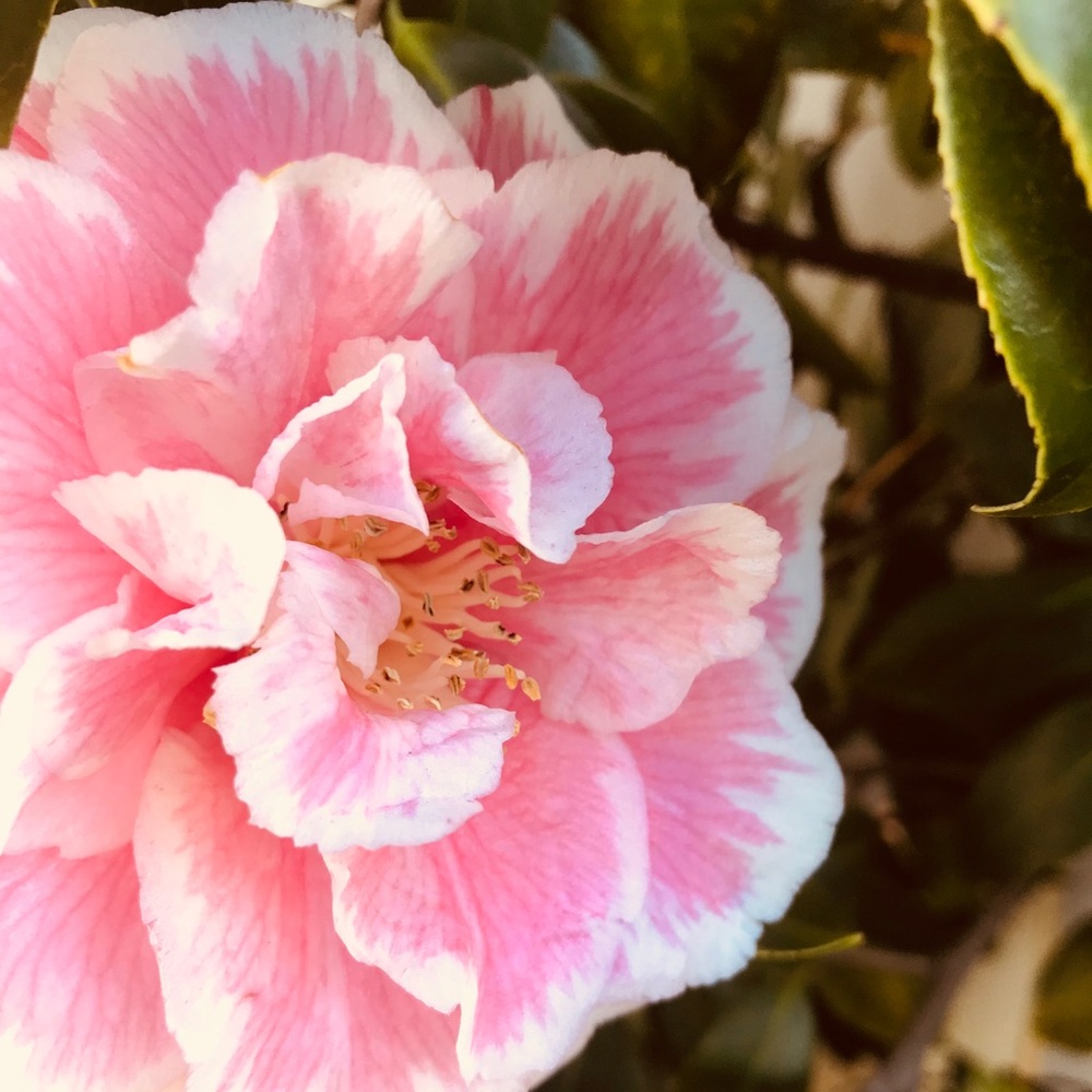 Meet your Posher, Nica